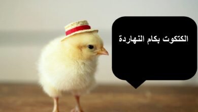 سعر الكتكوت الابيض اليوم