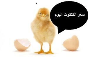 سعر الكتكوت الابيض اليوم